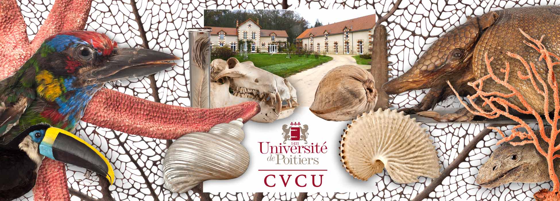 CVCU